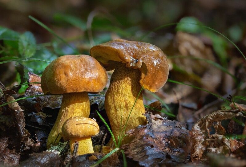 грибы, дальневосточный, обабок, владивосток, остров, русский Семейка фото превью