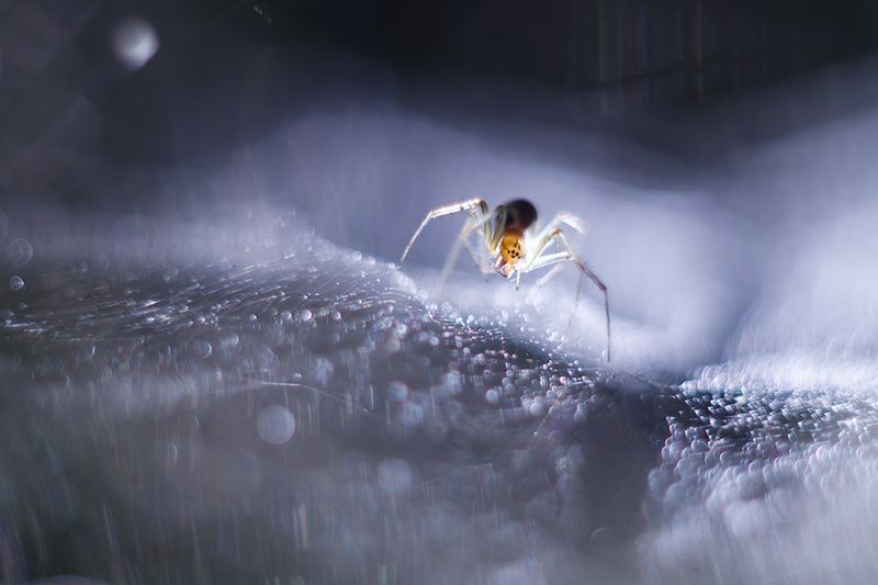 паук, макро, spider, macro Сёрфер - Бегущий по воздушным волнам фото превью