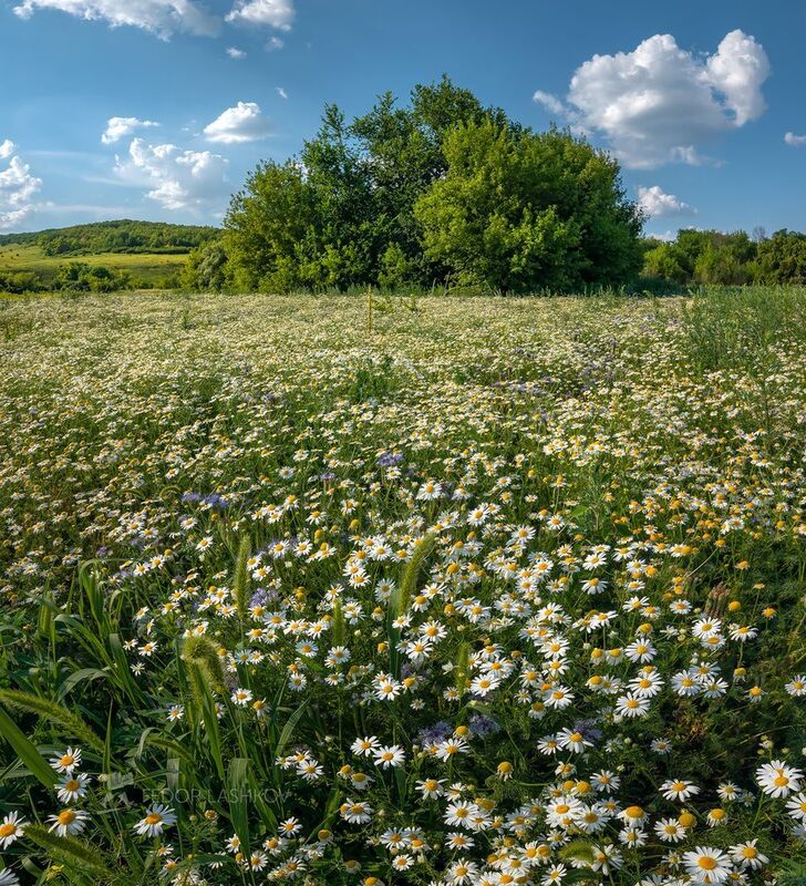 белгородская область, белогорье, поле, полевое, пшеница, сельское хозяйство, облака, днём, дневное, колос, бабочка, пруд, река, ромашки, цветы, луг, Солнечное лето!photo preview