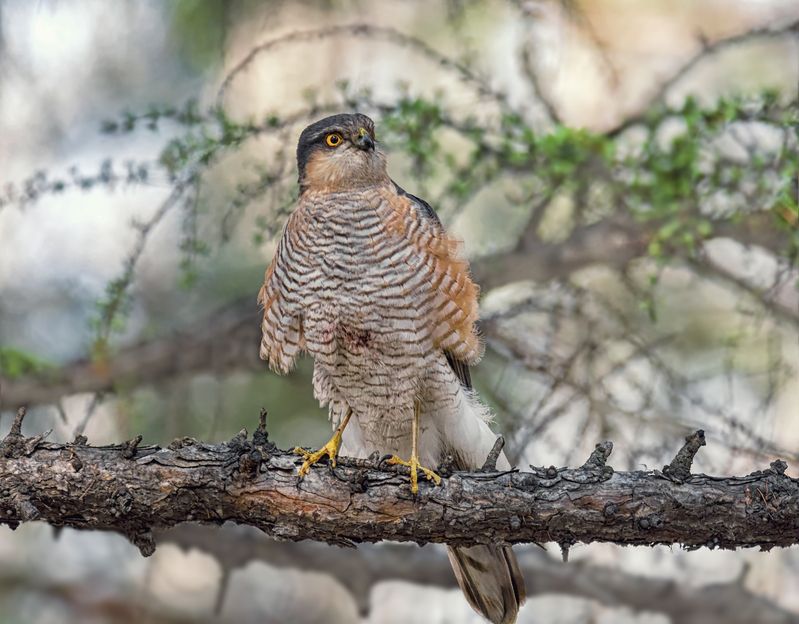 птица, ястреб, Хулиган маленький.photo preview
