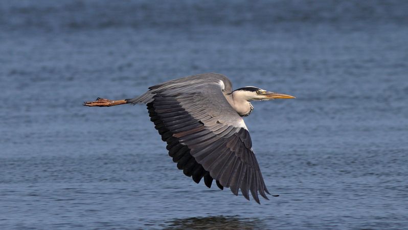 серая цапля, цапля, ardea cinerea, grey heron, heron, куршская коса, куршский залив По своим деламphoto preview