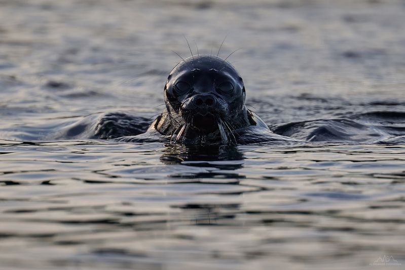 нерпа, ладожское озеро, карелия Ладожская нерпаphoto preview