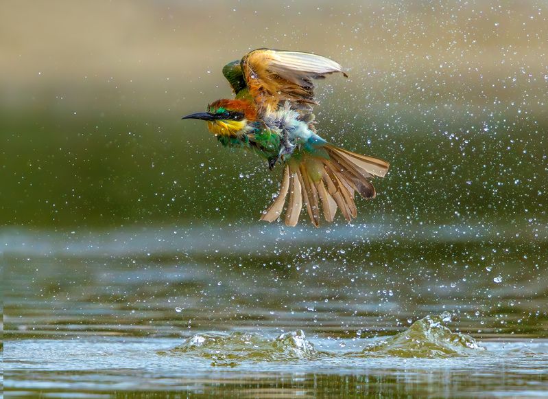 Золотистая щурка photo preview