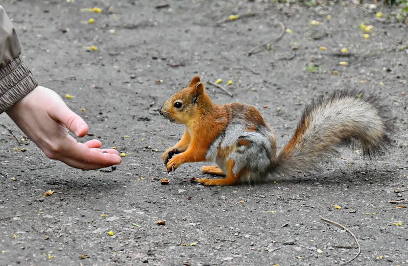 Не оскудеет рука дающегоphoto preview