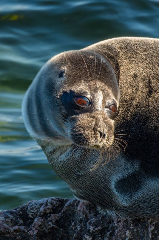 байкальская нерпа, нерпа, байкал, животный мир байкала Обитатели Байкала / Residents of Baikal.photo preview
