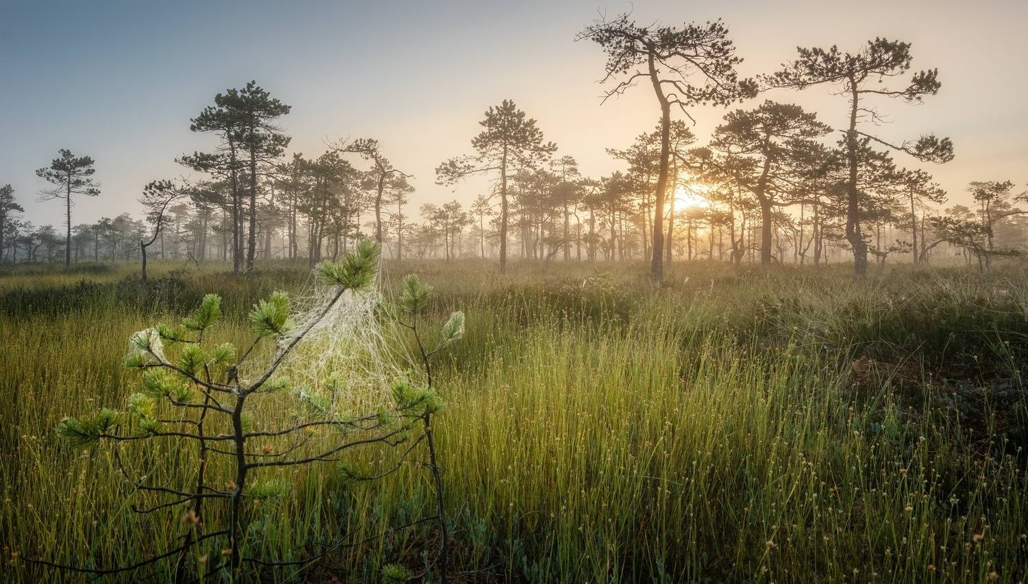 Потягушки к утреннему солнцу . Автор: Ivan Glinskiy , Ivan Glinskiy