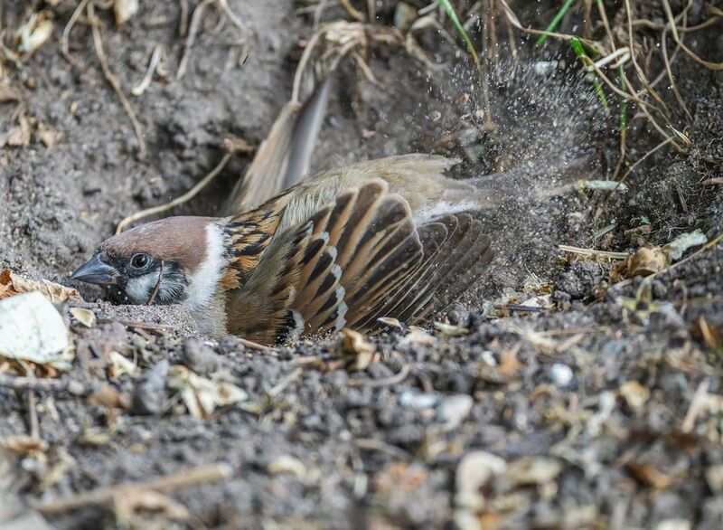 Песочная банькаphoto preview