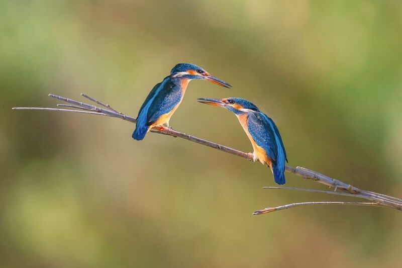 Kingfishers фото превью