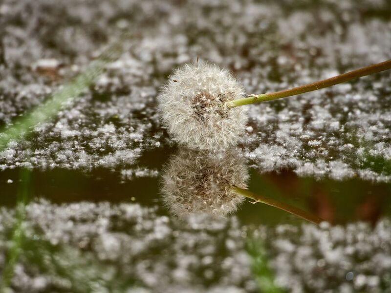 отражение Зеркалоphoto preview