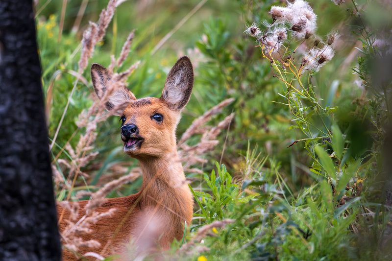 Эй смотри меня снимаютphoto preview