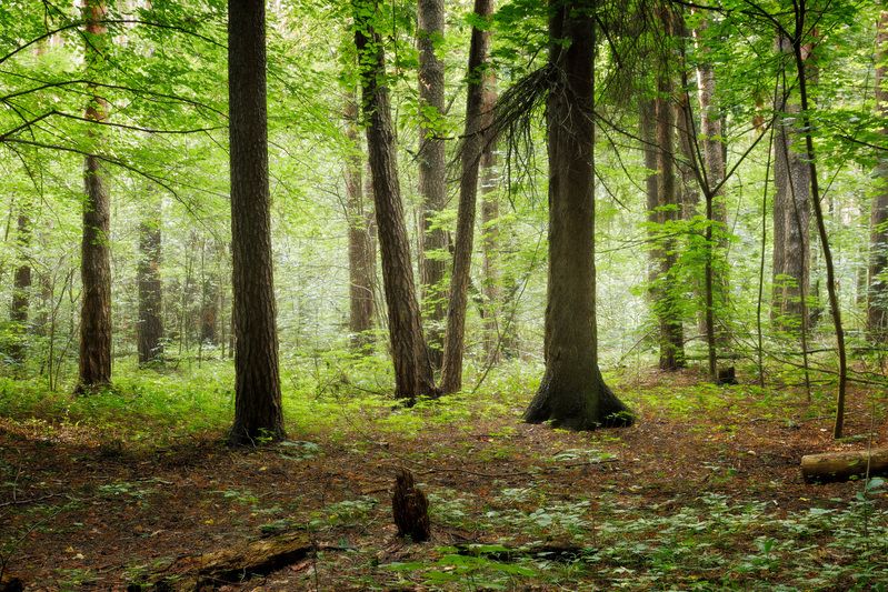 лес, деревья, листва, свет В летнем лесу фото превью