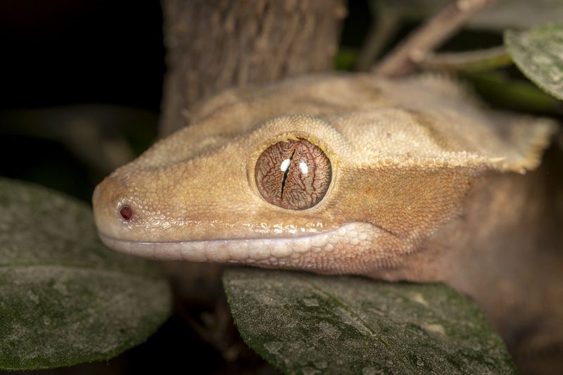 pets, reptile, animals, macro home pet фото превью