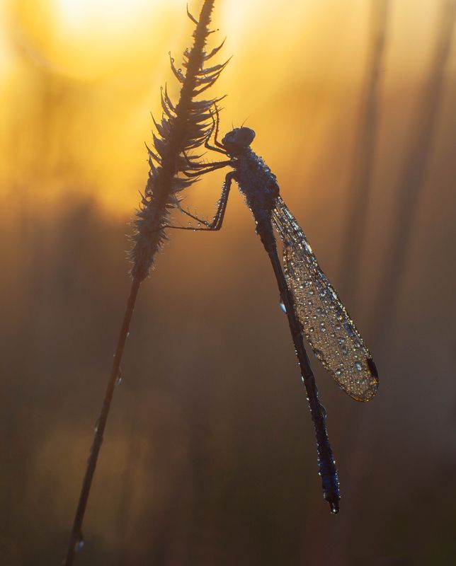 рассвет, стрекоза photo preview