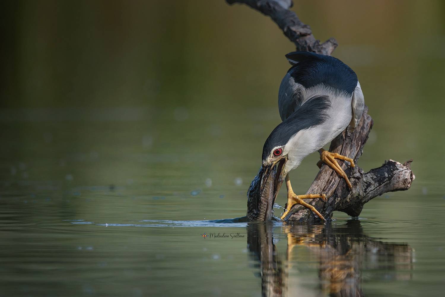 фотоохота, птица, кваква, цапля, Медведева Светлана
