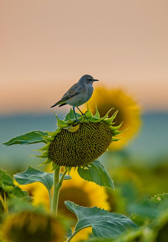 природа, каменка, птица, фотоохота, подсолнух Закат встречаем на подсолнухе..photo preview