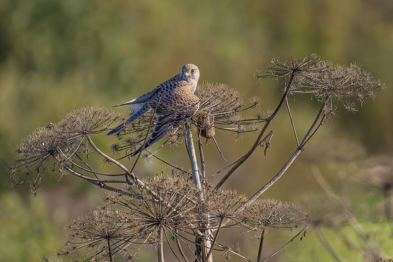 пустельга, птицы, сокол Пустельга с добычейphoto preview