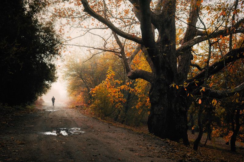 осенний лес, туман, одинокий путник, одиночество, тропинка, природа, прогулка, тишина, меланхолия, золотая листва, атмосфера, уединение, рассвет, прохожий, осенний пейзаж, загадочность, лесная дорога, деревья, осень Одинокий путник в тумане осеннего лесаphoto preview