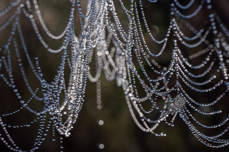 Ожерелье, из утренней росы. photo preview