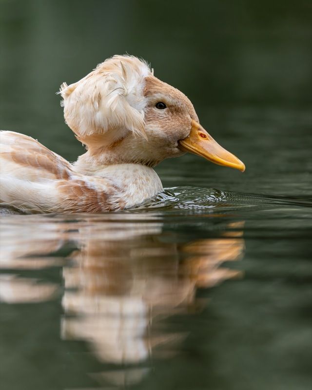 птицы, утка, хохлатая утка Хохлатая уткаphoto preview