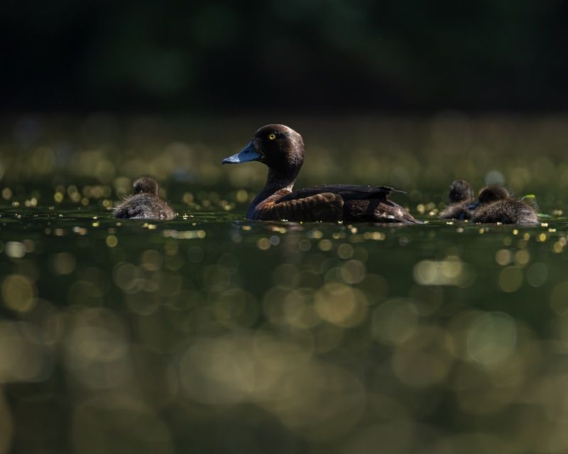 хохлатая чернеть, утка, нырок, птицы, пруд, контражур, утенок photo preview