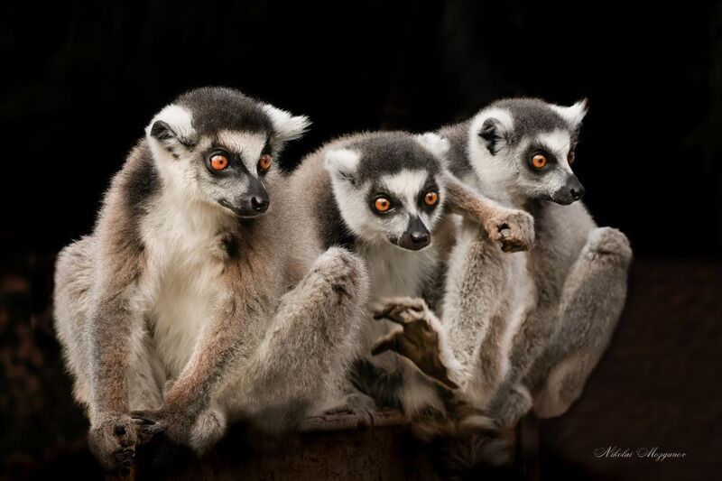 Кошачьи лемурыphoto preview