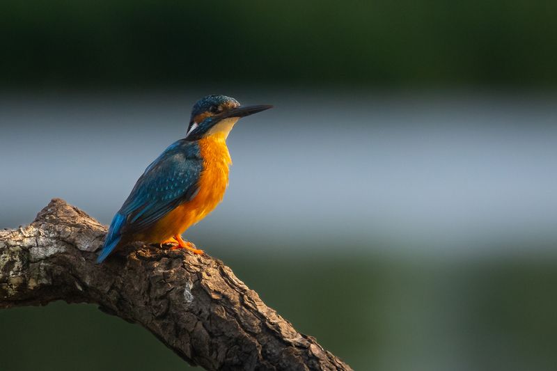 Зимородокphoto preview