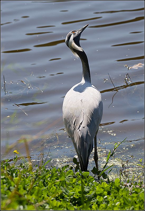 москва, парк, птица Журавль-красавкаphoto preview