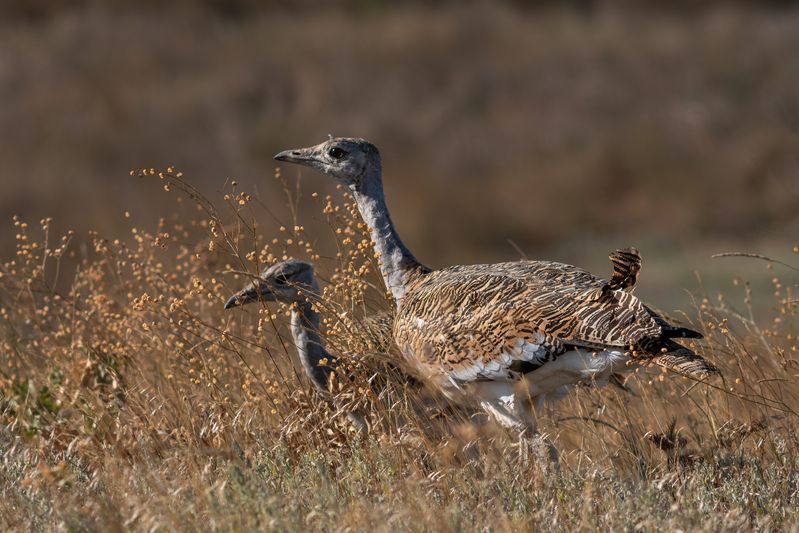 Otis tardaphoto preview