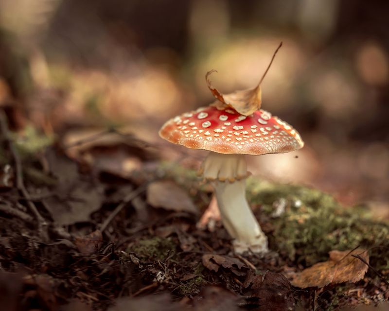 Мухомор, макро, гриб, природа, растение Сентябрьский мухоморчик фото превью