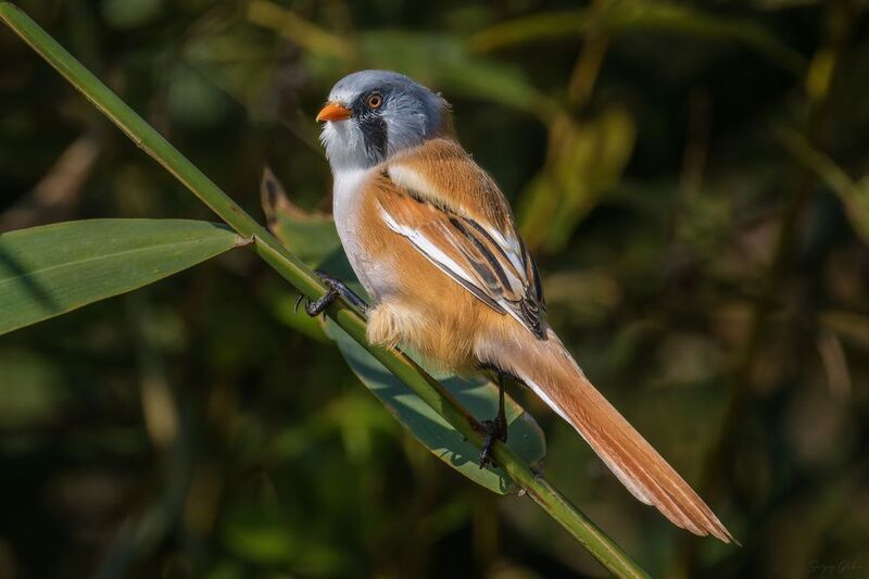 усатая синица, птицы, пернатые Слегка взъерошен и взлохмачен, но всё равно франтphoto preview
