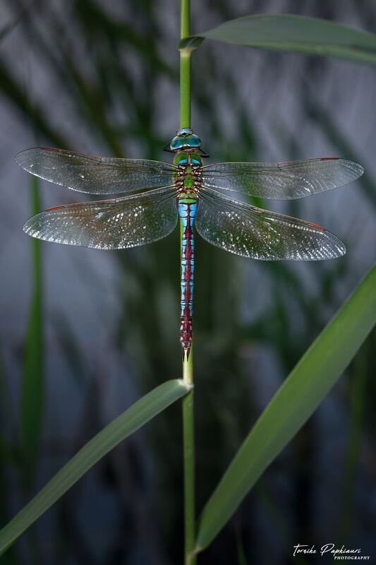 DRAGONFLYphoto preview