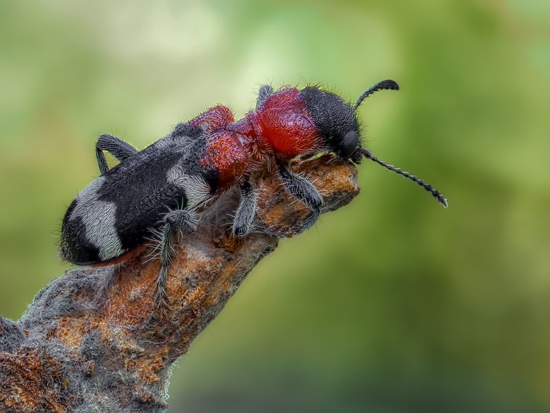 МУРАВЬЕЖУК.photo preview