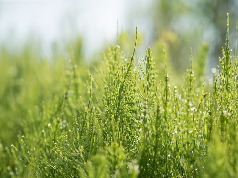 В утренних дебрях хвощаphoto preview