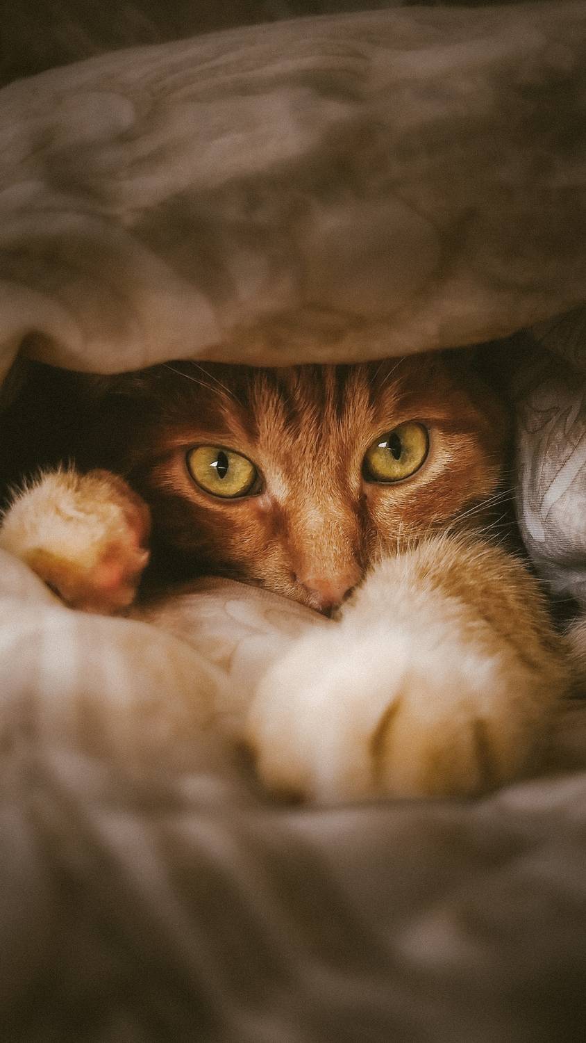 животные, Smirnova Olga