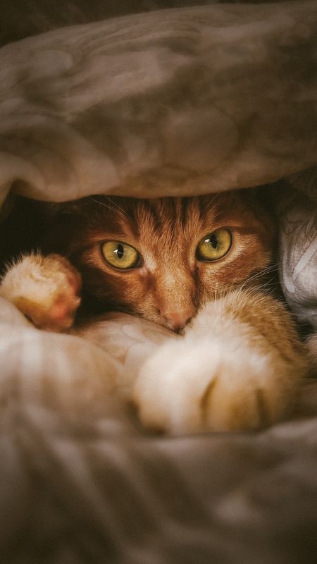 животные В домикеphoto preview