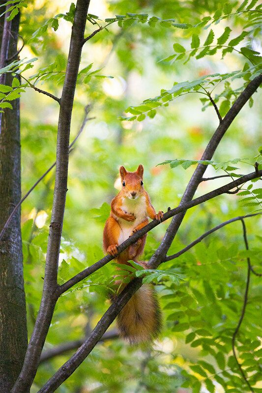 Белочка на рябине фото превью