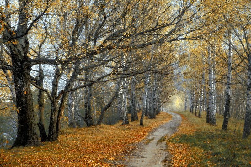 осень, аллея, деревья, листопад, сентябрь И только шорох опадающих листьев...photo preview