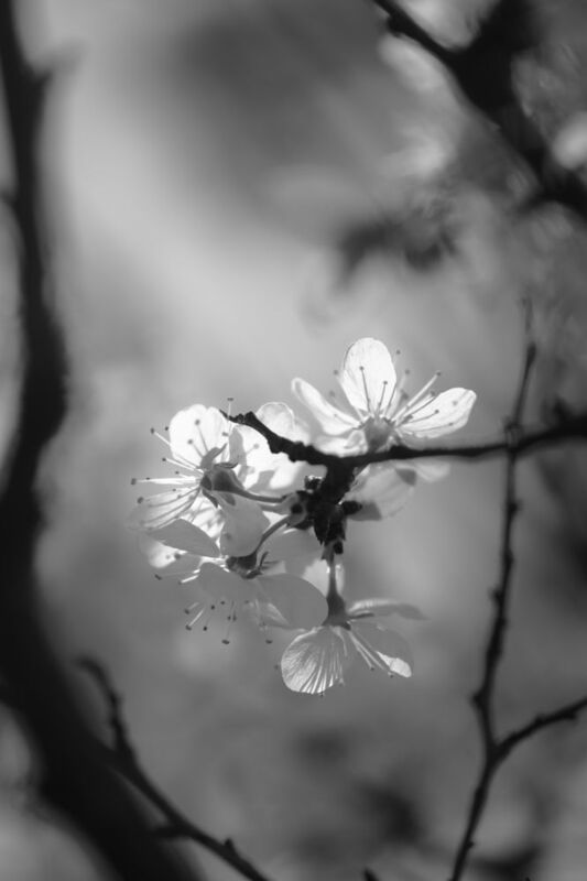 терновник, чб, цветы В рамкеphoto preview