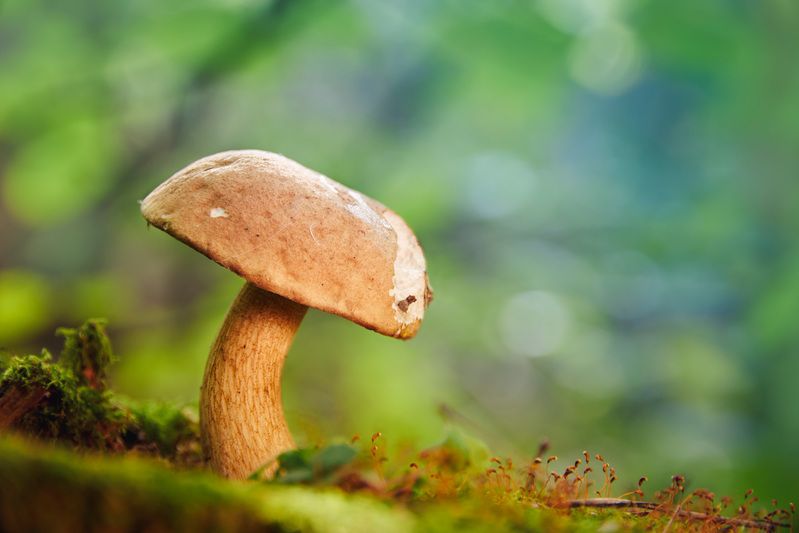 гриб Грибокphoto preview