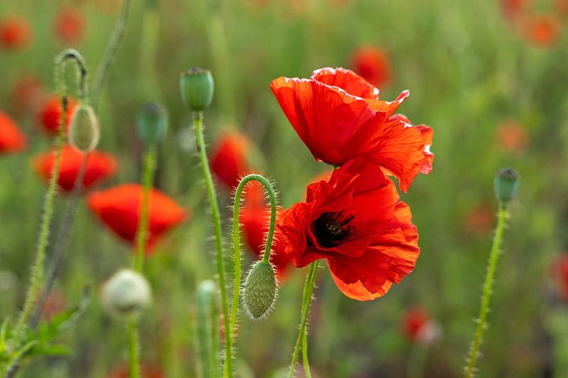 Макиphoto preview