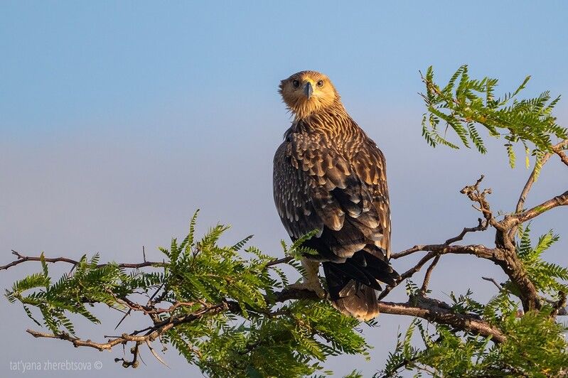 Imperial eaglephoto preview