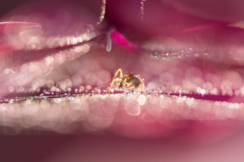 флокс, розовый, паук, паучок, блики, боке, цветок, паутина Тайна розового шатраphoto preview