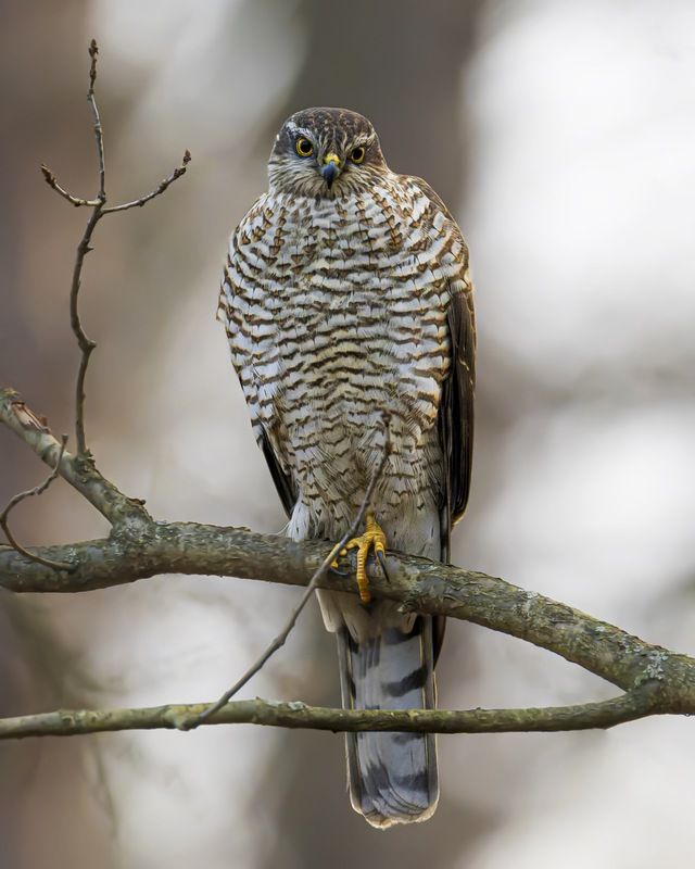 перепелятник, птицы, ястреб Перепелятникphoto preview