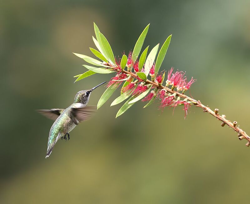 колибри,ruby-throated hummingbird, hummingbird Female Ruby-throated Hummingbird - Рубиновогорлый колибри. самкаphoto preview