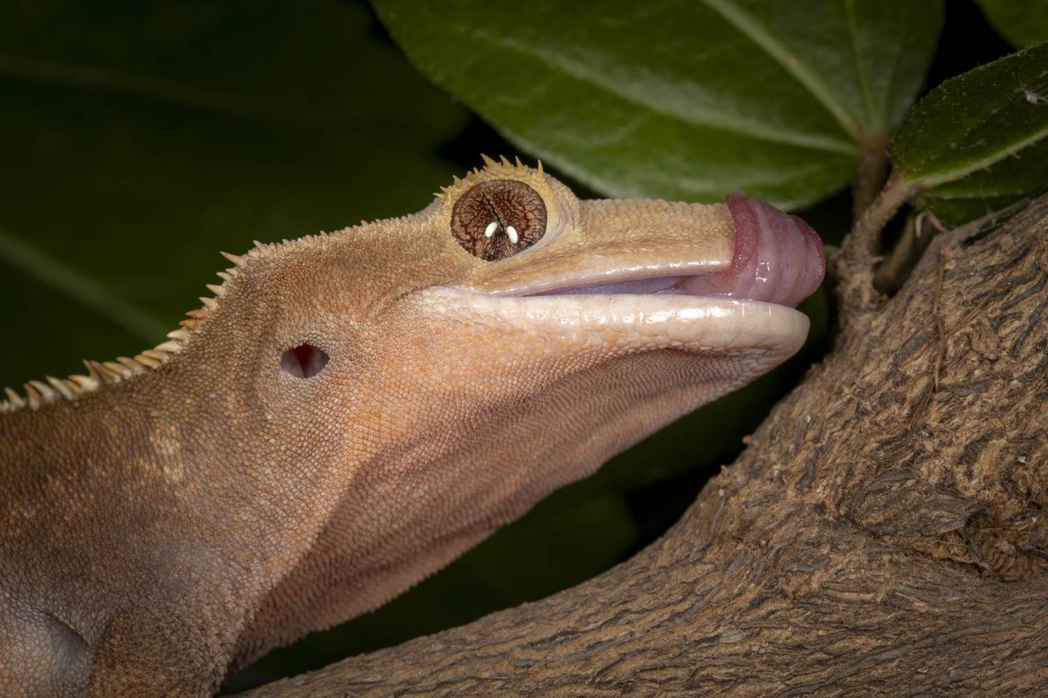 home pet. Автор: Nikolay Tatarchuk , Nikolay Tatarchuk