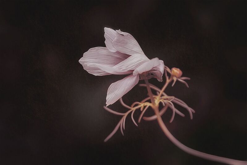 цветок космея ветер Космея, ветер...photo preview