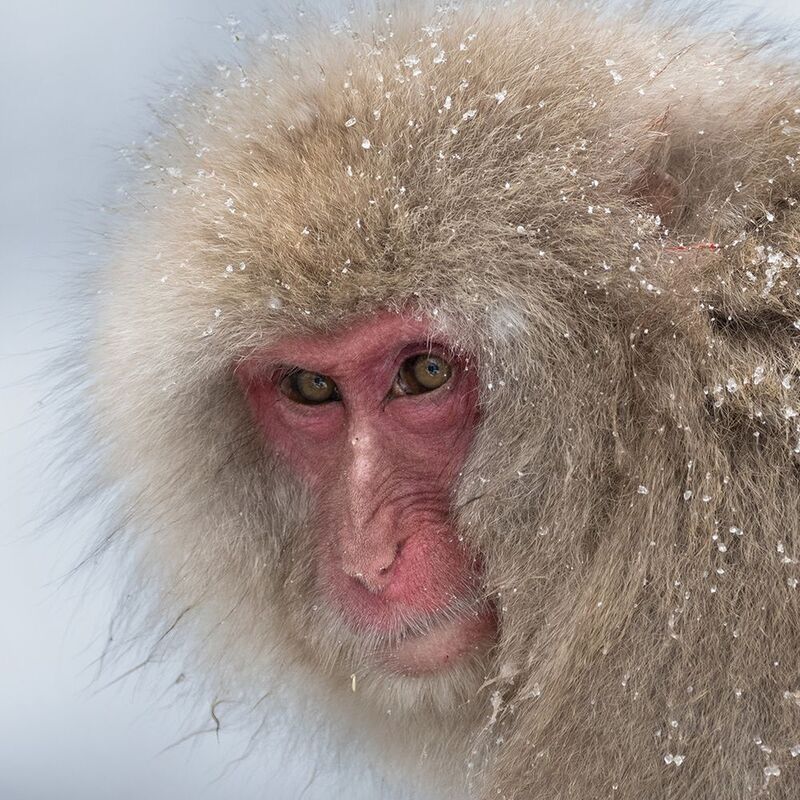 japan, honshu, nagano, winter, snow, photography, workshop, japanese_macaques, snow_monkeys, jigokudani, hell_valley, worldphototravels, mikereyfman, wildlife_photography, nature_photography, photo_workshop The Eye Contactphoto preview