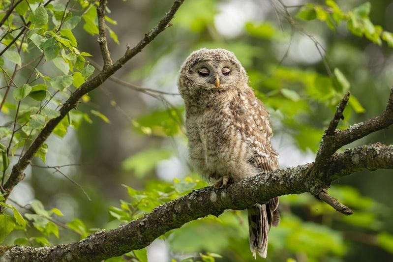 сова, совенок, уральская неясыть, птицы, неясыть, длиннохвостая неясыть Сонный совенокphoto preview