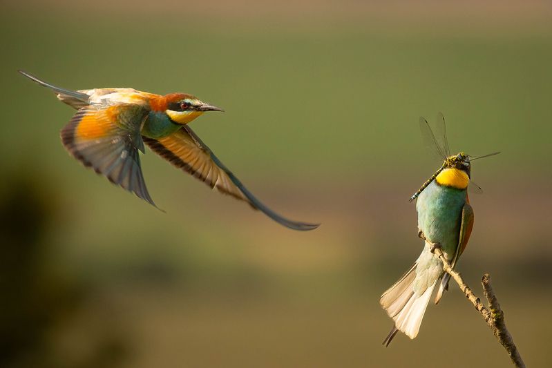 Bee-eater фото превью