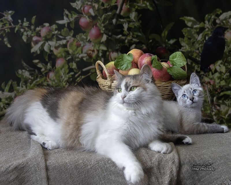 кошки, питомцы, урожай, яблоки, кошки, котенок Утомились, собирая урожайphoto preview